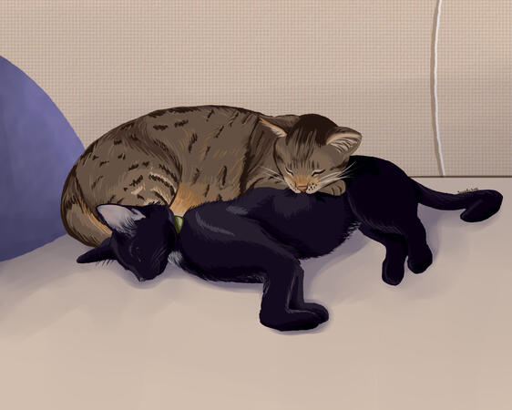 Cats Lounging